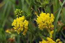 Attēlu rezultāti vaicājumam “Medicago sativa subsp. falcata”