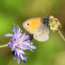 Attēlu rezultāti vaicājumam “Seligeria donniana sporophyte”