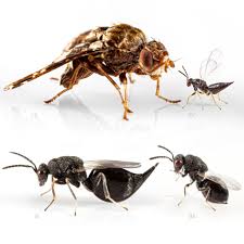 Attēlu rezultāti vaicājumam “Agathomyia wankowiczii”