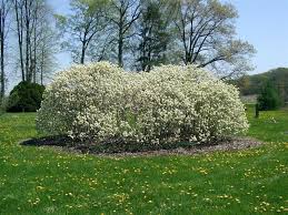Attēlu rezultāti vaicājumam “Fothergilla major”