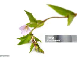 Attēlu rezultāti vaicājumam “Epilobium montanum flower”