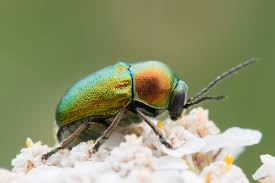 Attēlu rezultāti vaicājumam “Cryptocephalus aureolus, Cryptocephalus sericeus”