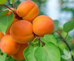 Attēlu rezultāti vaicājumam “Prunus armeniaca”