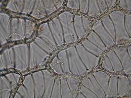 Attēlu rezultāti vaicājumam “Sphagnum papillosum”