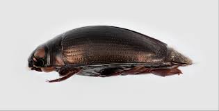 Attēlu rezultāti vaicājumam “Gyrinidae”