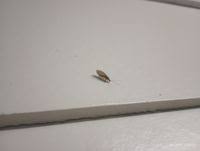 Attēlu rezultāti vaicājumam “Hemerobius perelegans”