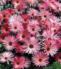 Image result for Mesembryanthemum criniflorum