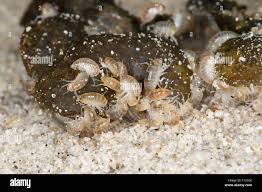 Attēlu rezultāti vaicājumam “Talitrus saltator”