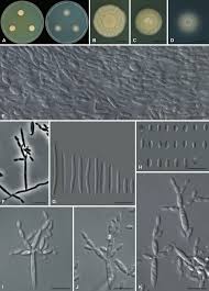 Attēlu rezultāti vaicājumam “Phleogena faginea sessile”