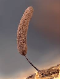 Attēlu rezultāti vaicājumam “Stemonitopsis aequalis var. microspora spores”