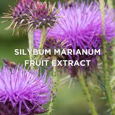 Attēlu rezultāti vaicājumam “Silybum marianum fruit”