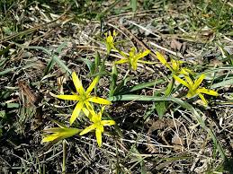 Attēlu rezultāti vaicājumam “Gagea pratensis”