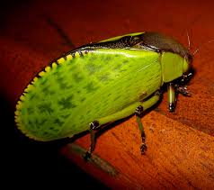 Attēlu rezultāti vaicājumam “Tettigoniodea”