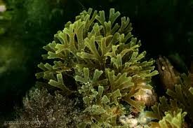 Attēlu rezultāti vaicājumam “Dictydiaethaliaceae”