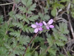Attēlu rezultāti vaicājumam “Erodium cicutarium flower”