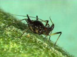 Attēlu rezultāti vaicājumam “Macrosiphoniella absinthii”