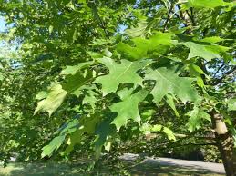 Attēlu rezultāti vaicājumam “Quercus rubra”