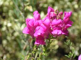 Attēlu rezultāti vaicājumam “Antirrhinum majus leaf”