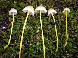 Attēlu rezultāti vaicājumam “Mycena epipterygia”