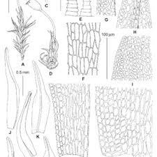 Attēlu rezultāti vaicājumam “Seligeria campylopoda sporophyte”