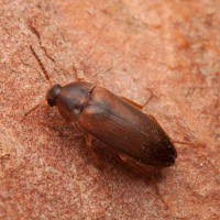 Attēlu rezultāti vaicājumam “Tetratomidae”