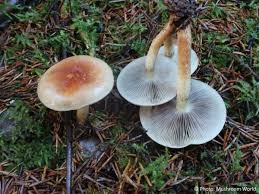 Attēlu rezultāti vaicājumam “Hypholoma lateritium”