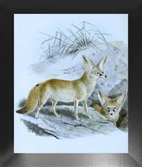 Attēlu rezultāti vaicājumam “Vulpes zerda”