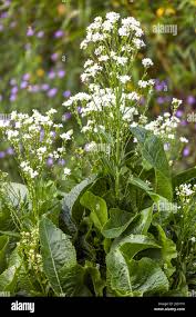 Attēlu rezultāti vaicājumam “Armoracia rusticana leaf”