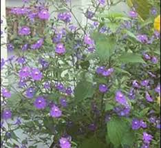 Image result for Browallia speciosa