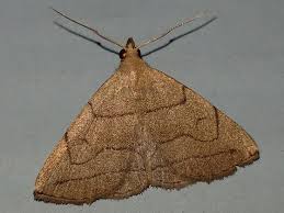 Attēlu rezultāti vaicājumam “Zanclognatha tarsipennalis”