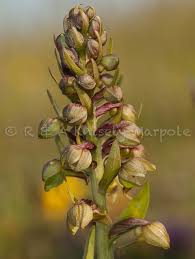 Attēlu rezultāti vaicājumam “Coeloglossum viride”