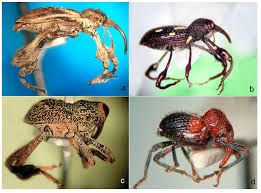 Image result for Coleoptera Curculionoidea