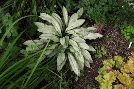 Image result for Pulmonaria Silverado