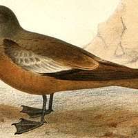 Image result for Oceanodroma monorhis