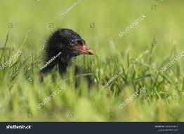Attēlu rezultāti vaicājumam “Gallinula chloropus juvenile”