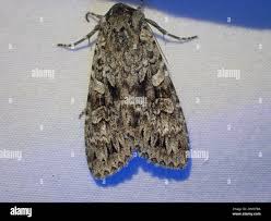 Attēlu rezultāti vaicājumam “Eurois occulta”