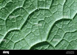 Attēlu rezultāti vaicājumam “Symphytum officinale leaf”