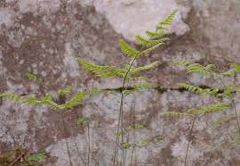 Attēlu rezultāti vaicājumam “Gymnocarpium robertianum”