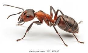 Attēlu rezultāti vaicājumam “Formica rufa”