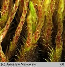 Attēlu rezultāti vaicājumam “Philonotis calcarea”