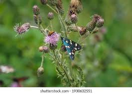 Attēlu rezultāti vaicājumam “Callimorpha dominula imago”