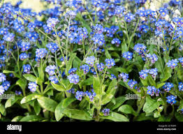 Attēlu rezultāti vaicājumam “Myosotis sylvatica flower”