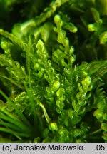 Attēlu rezultāti vaicājumam “Cephalozia bicuspidata”