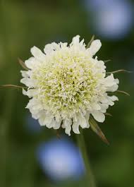 Image result for Scabiosa ochroleuca
