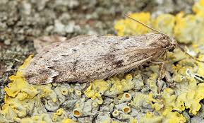 Attēlu rezultāti vaicājumam “Alsophila aescularia”