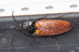 Attēlu rezultāti vaicājumam “Ampedus pomorum”