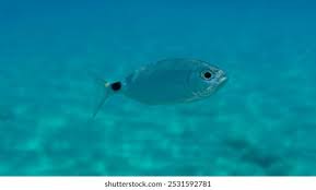 Image result for Oblada melanurus