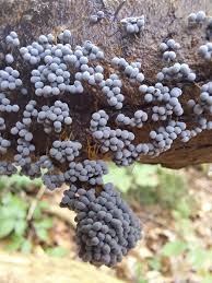 Attēlu rezultāti vaicājumam “Badhamia sp.”