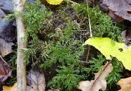 Attēlu rezultāti vaicājumam “Plagiomnium undulatum”