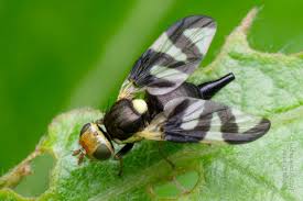 Attēlu rezultāti vaicājumam “Urophora cardui”